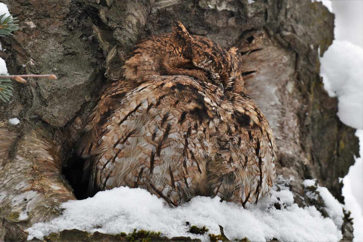 Western Screech-Owl - Timothy Piranian