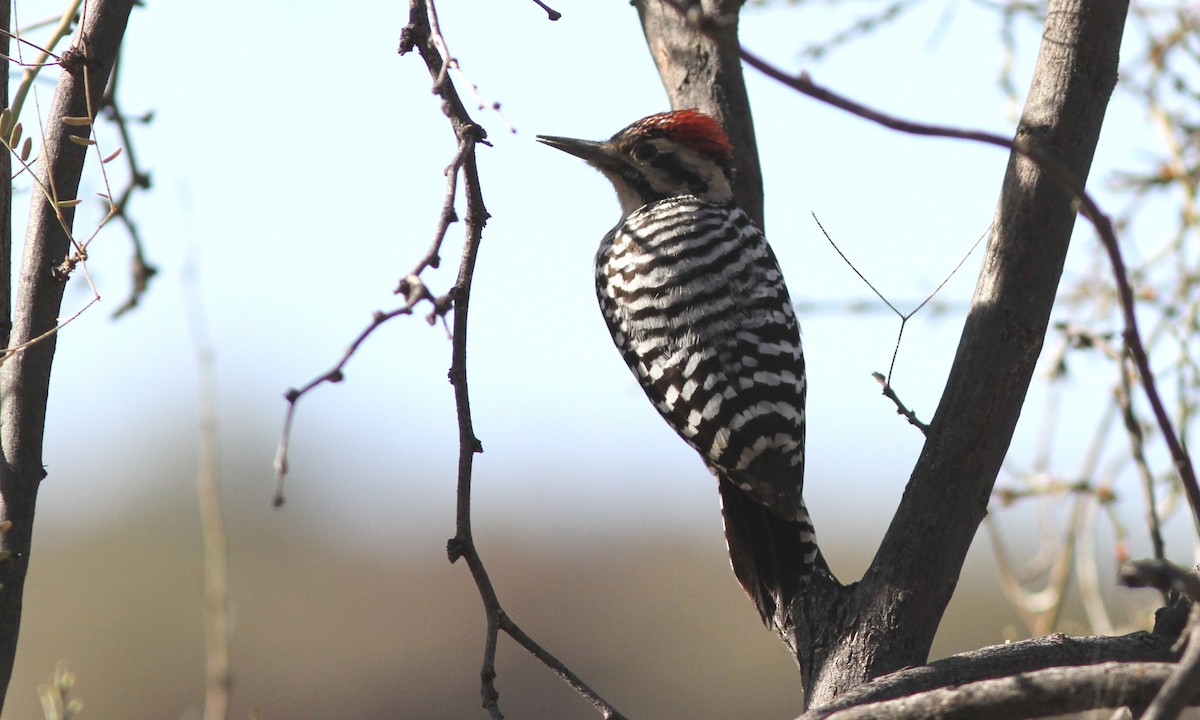 Ladder-backed Woodpecker - Sean Fitzgerald