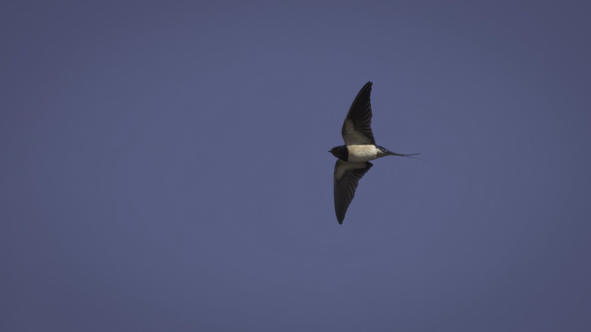 Barn Swallow (White-bellied) - ML422540941