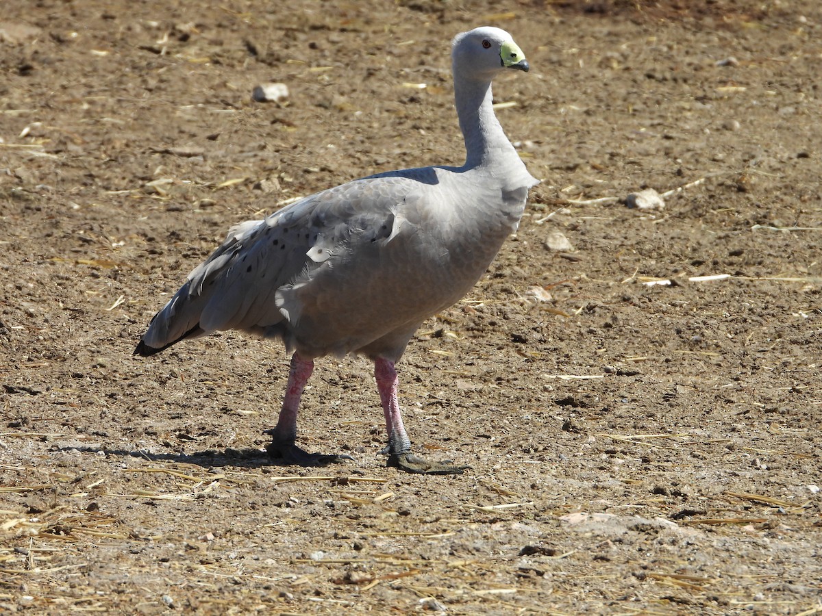 Cape Barren Goose - ANNE FOWLER
