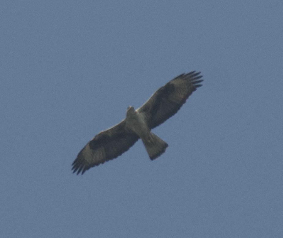 Águila Perdicera - ML422541571