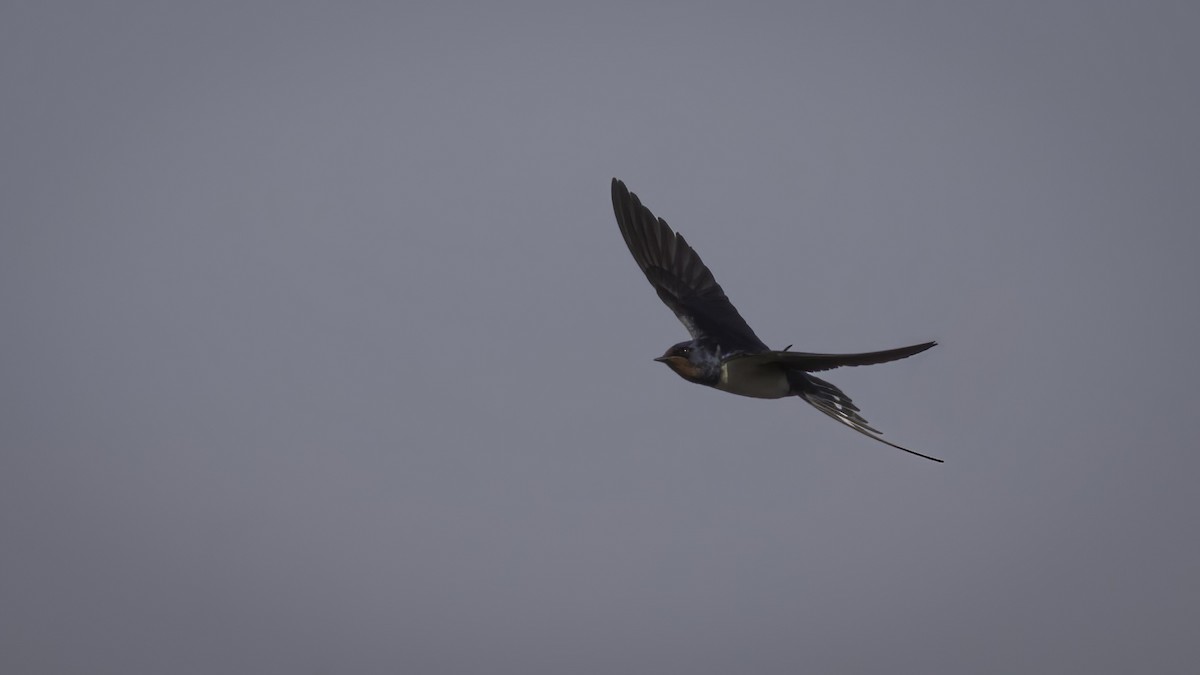 Barn Swallow (White-bellied) - Markus Craig
