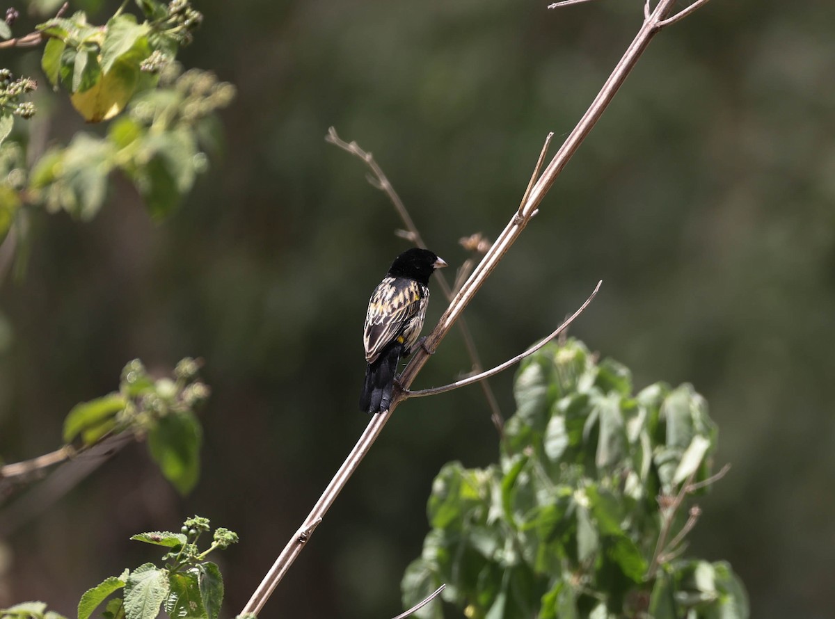 Yellow Bishop - Raymond  Birkelund