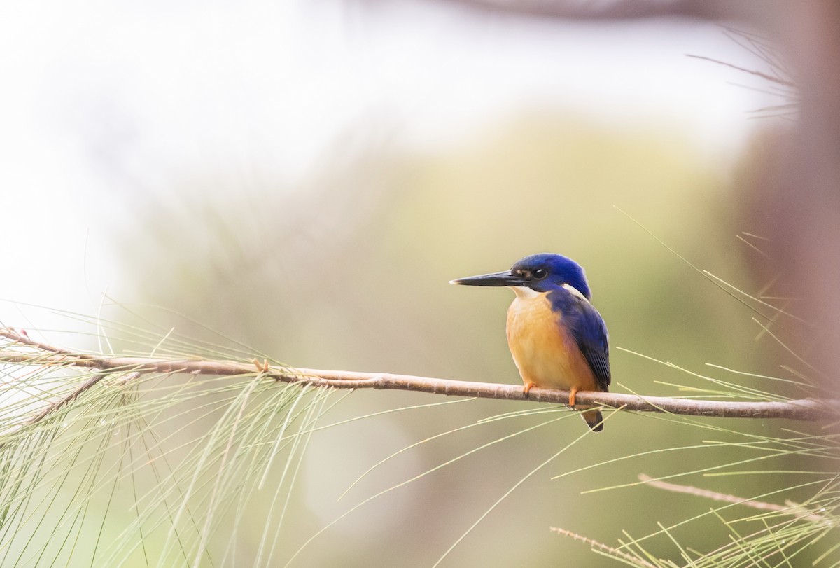 Azure Kingfisher - ML422542311