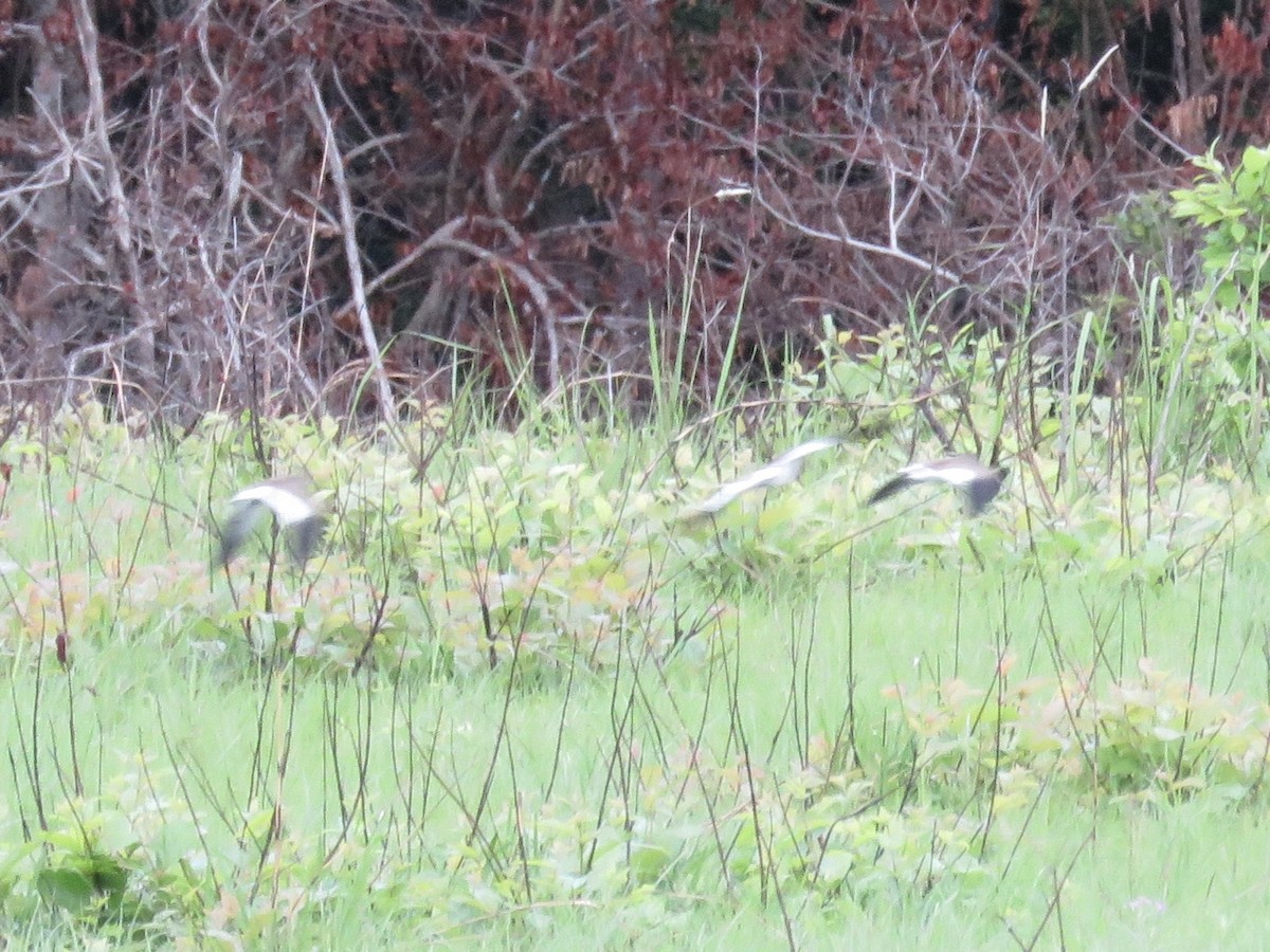 Senegal Lapwing - ML422542651