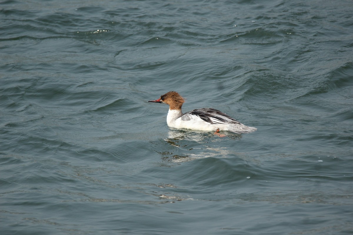 Common Merganser - ML422543251