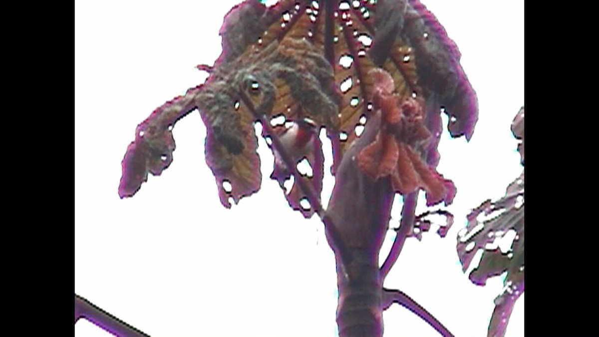 Рубиновогорлая танагра - ML422543351