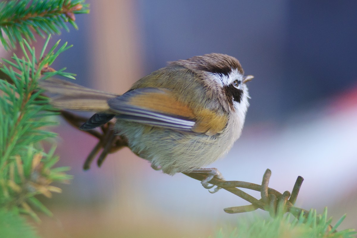 White-browed Fulvetta - ML422543541