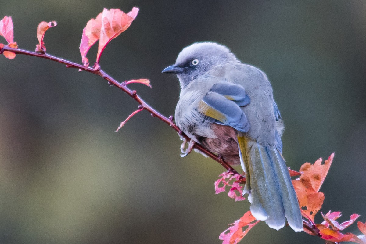 Elliot's Laughingthrush - ML422543721