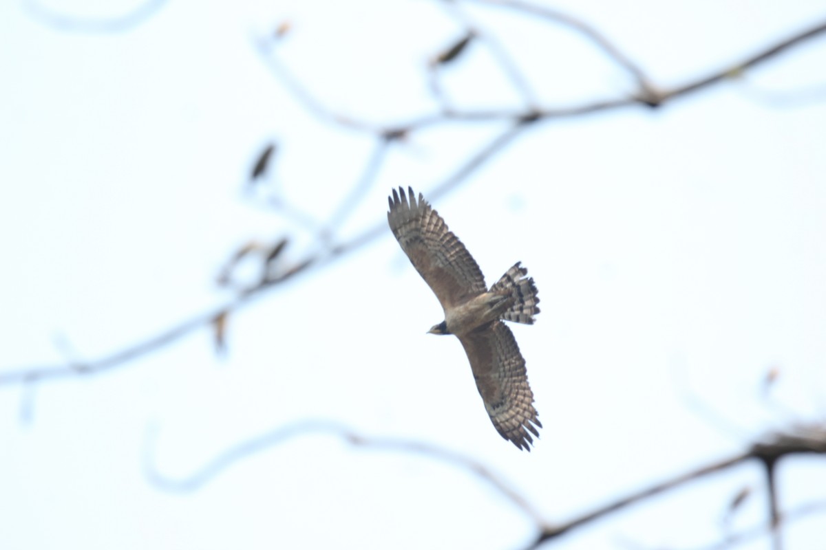 Oriental Honey-buzzard - ML422543731