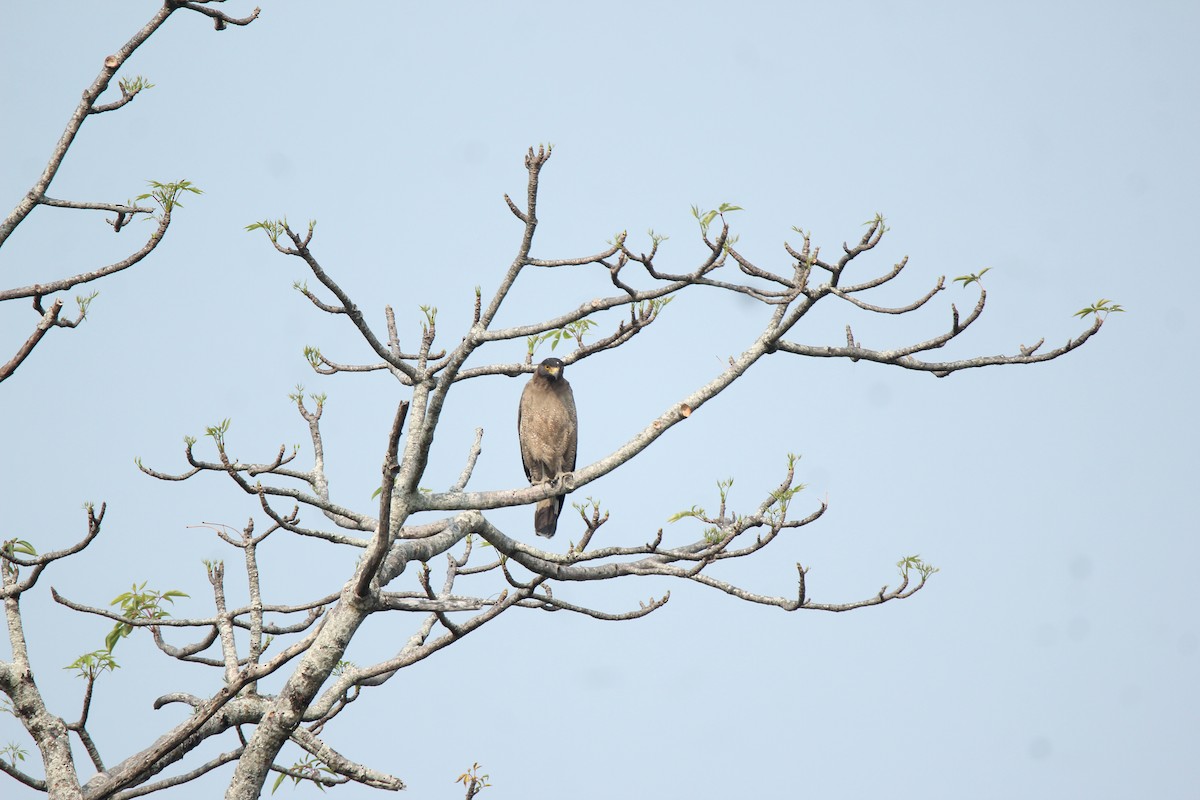 Crested Serpent-Eagle - Arun George