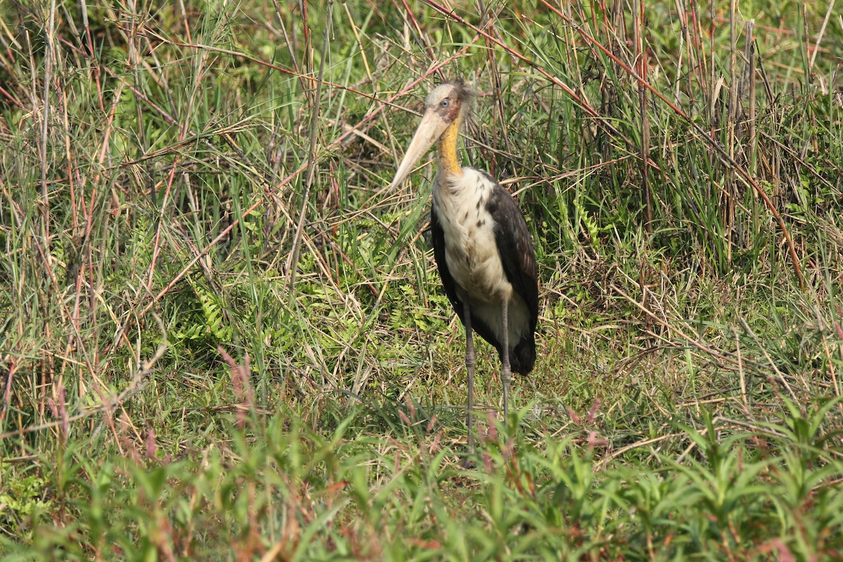 Lesser Adjutant - Arun George