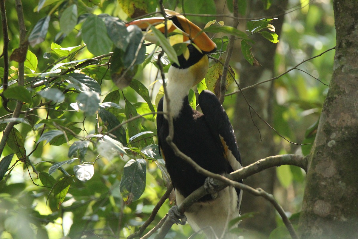 Great Hornbill - ML422544331