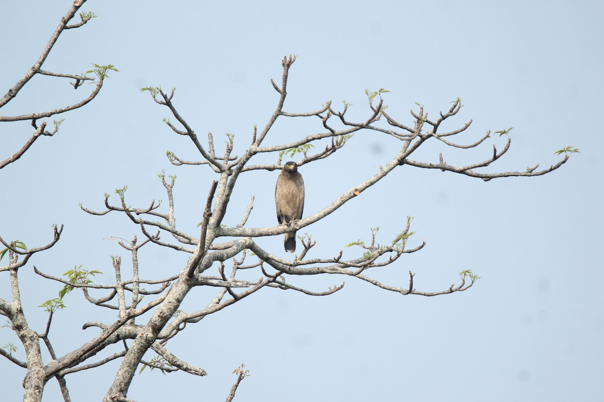 Crested Serpent-Eagle - Arun George