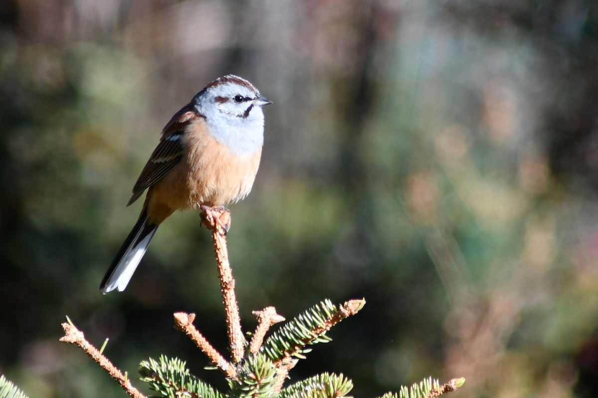 Godlewski's Bunting - ML422544701