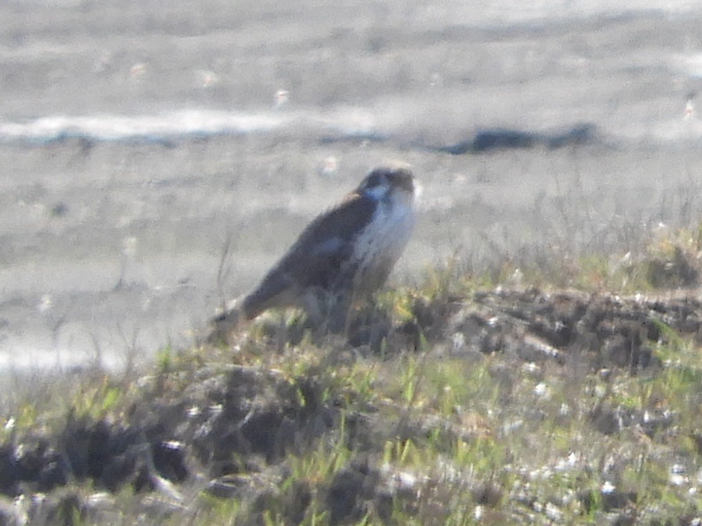 Prairie Falcon - Natalee Bozzi