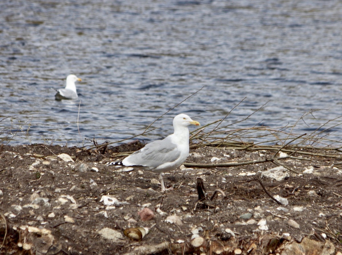 Gaviota Argéntea - ML422547331