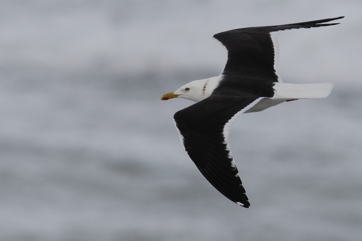 Lesser Black-backed Gull - Avi Shneor