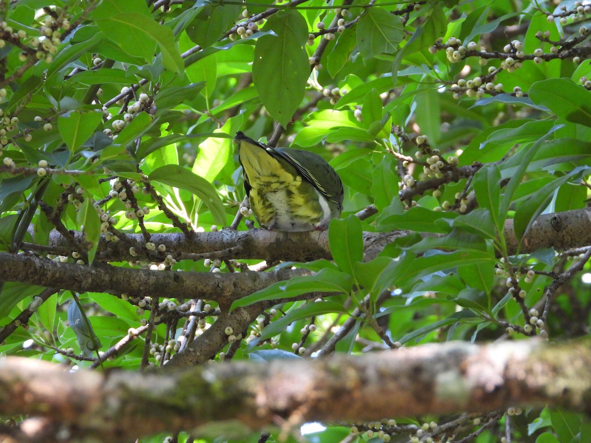 Yellow-vented Green-Pigeon - ML422550711