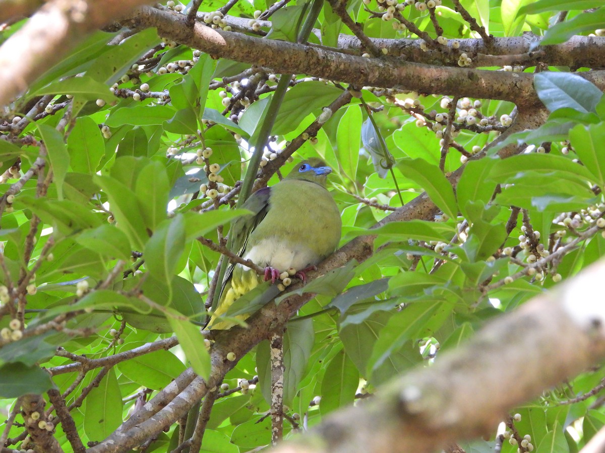 Yellow-vented Green-Pigeon - Xander Vissering