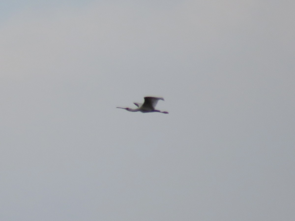 African Spoonbill - ML422550751