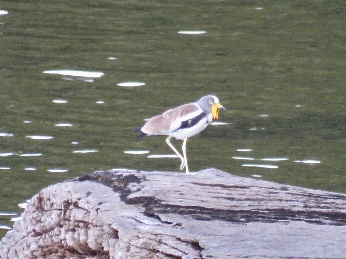 Vanneau à tête blanche - ML422550781