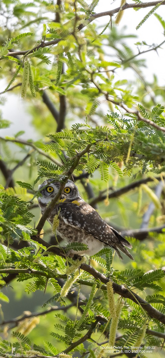 Spotted Owlet - ML422550861