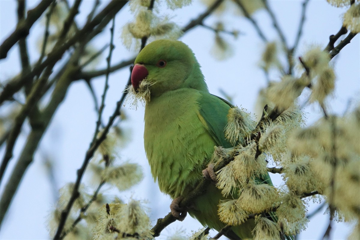 Rose-ringed Parakeet - Bernard Varesi