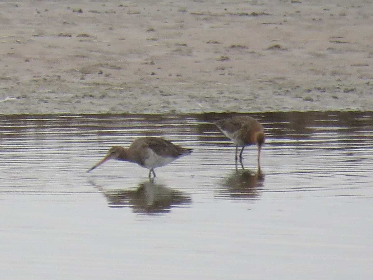 Black-tailed Godwit - ML422551131