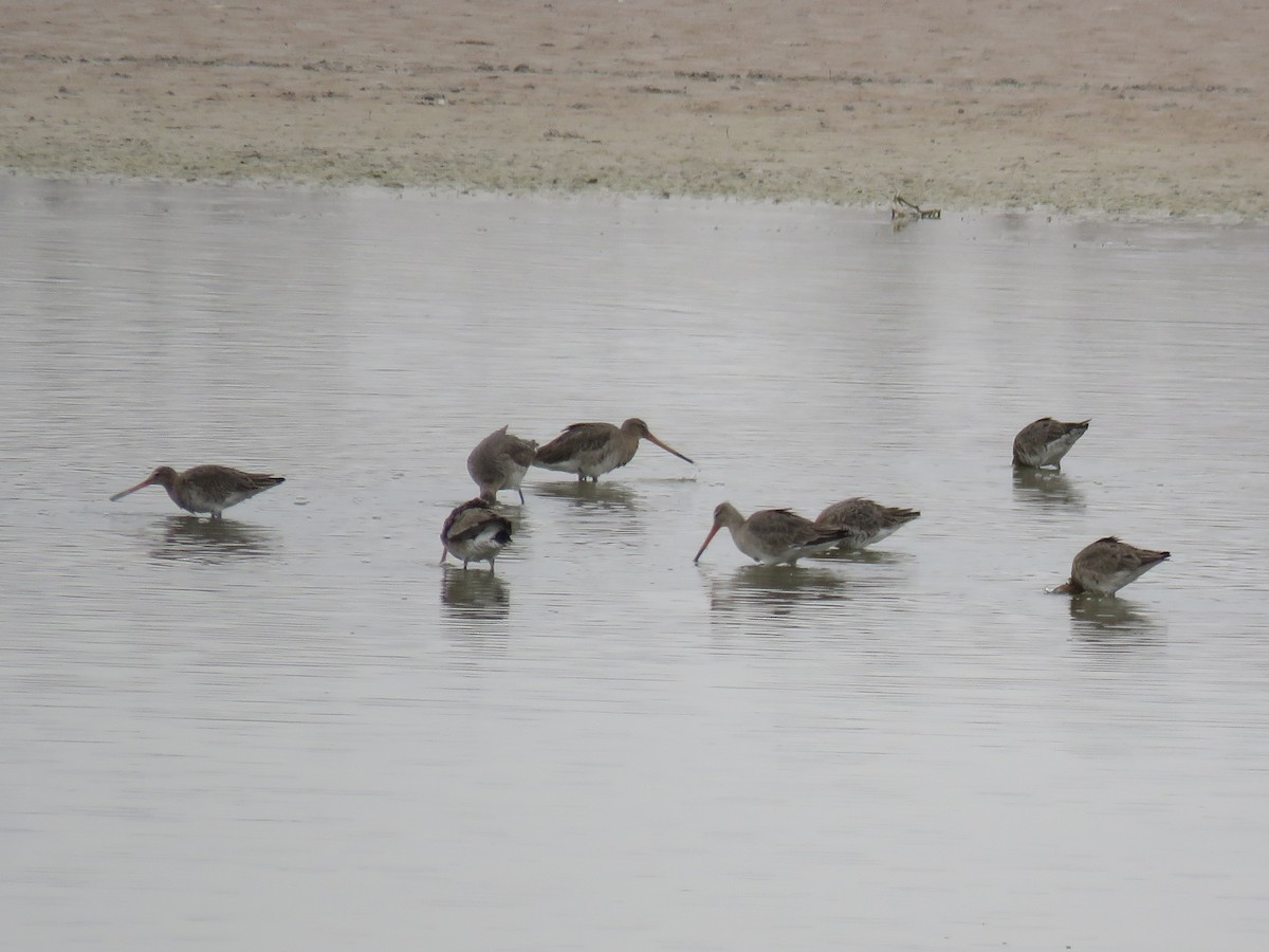 Black-tailed Godwit - ML422551141