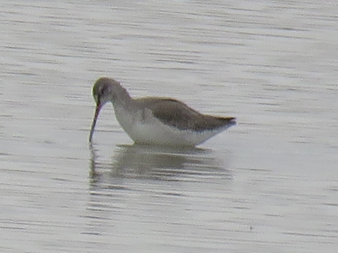 Spotted Redshank - ML422551231