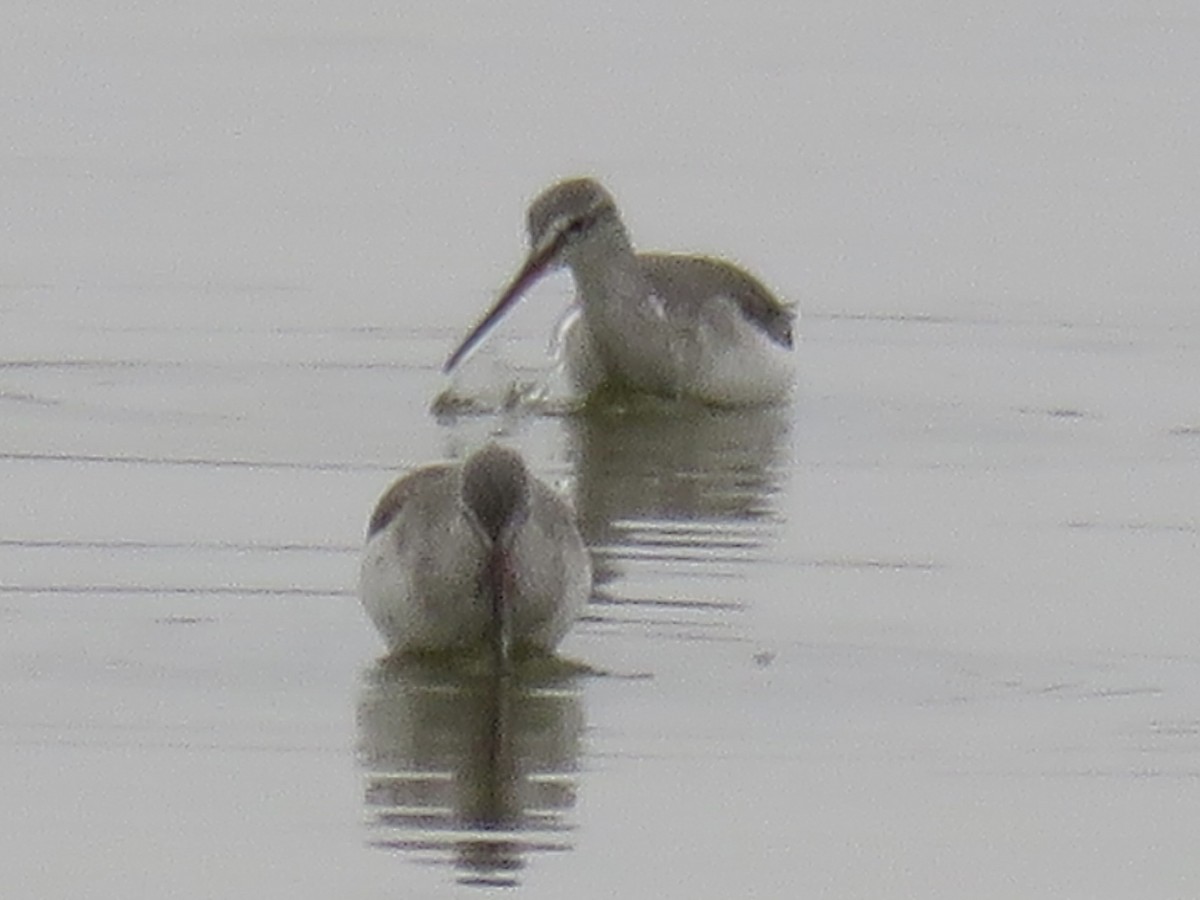 Spotted Redshank - Anonymous