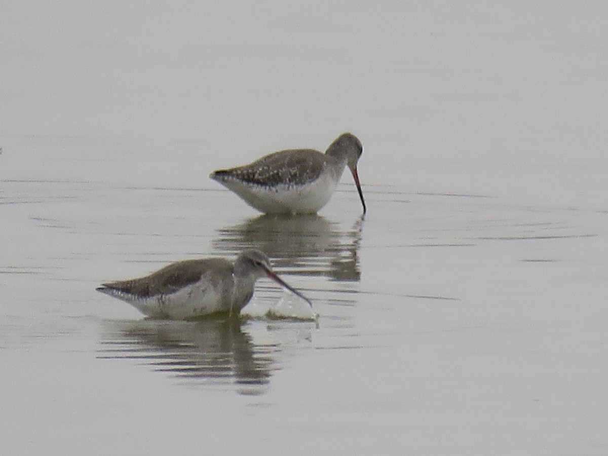 Spotted Redshank - ML422551251