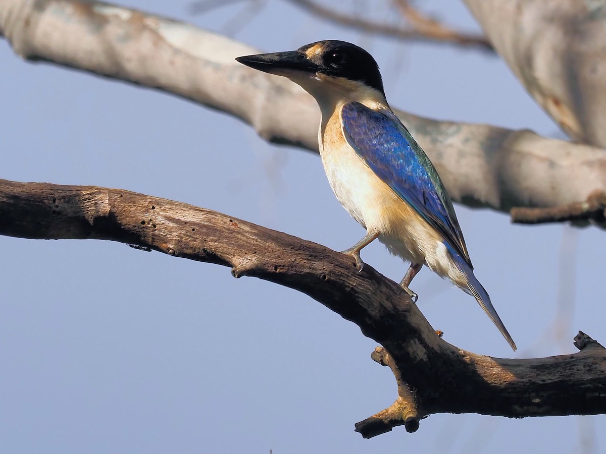 Forest Kingfisher - ML422553001