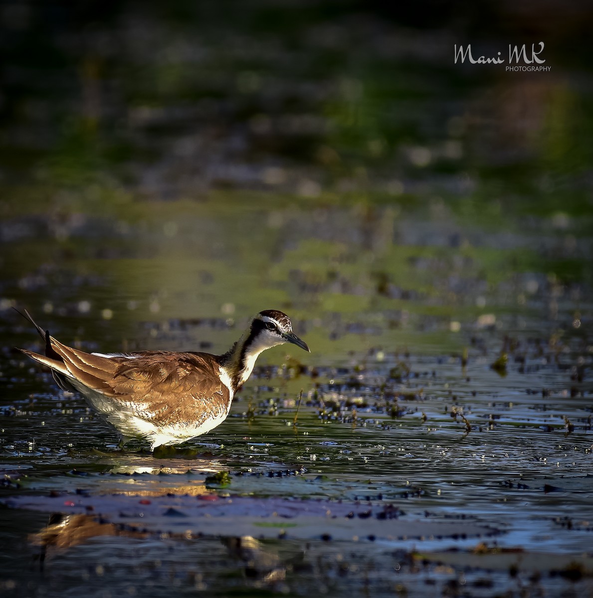 Jacana à longue queue - ML422553091