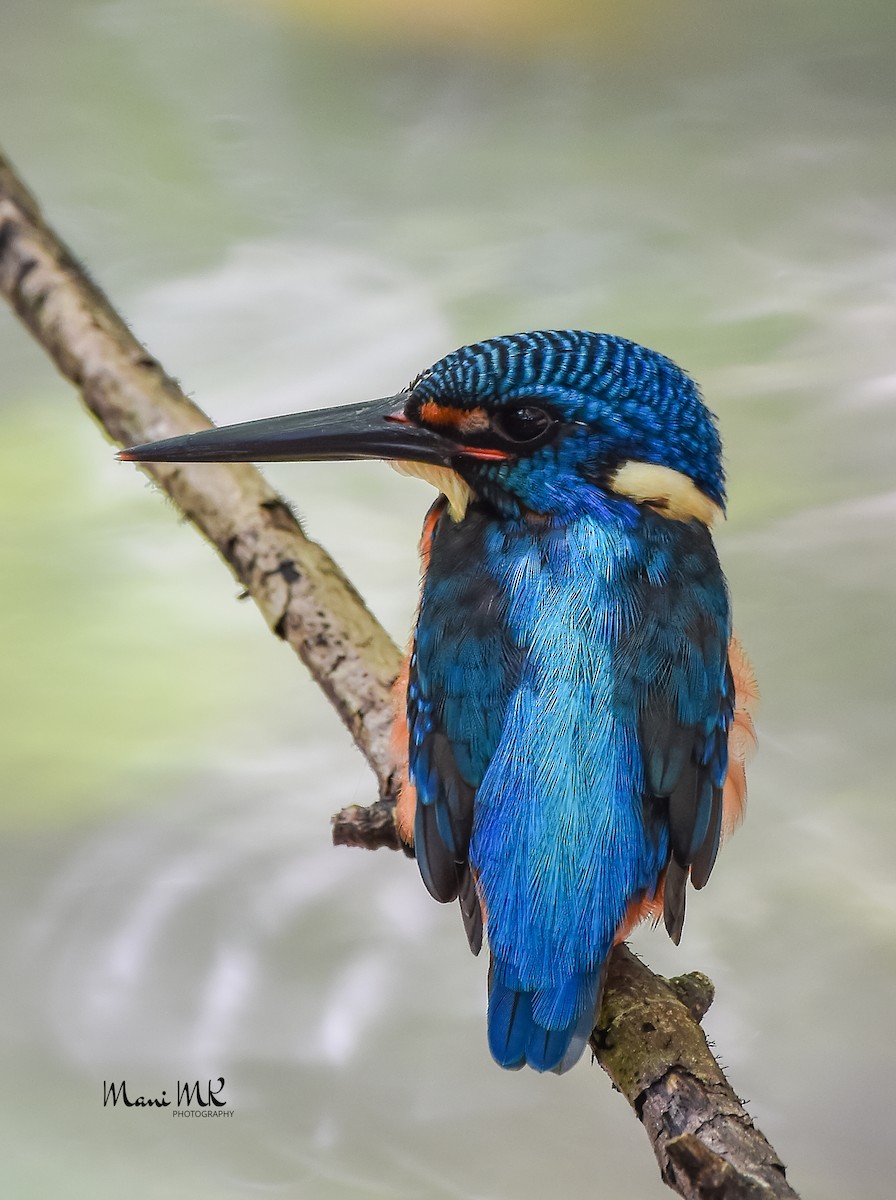 Blue-eared Kingfisher - Mani MK