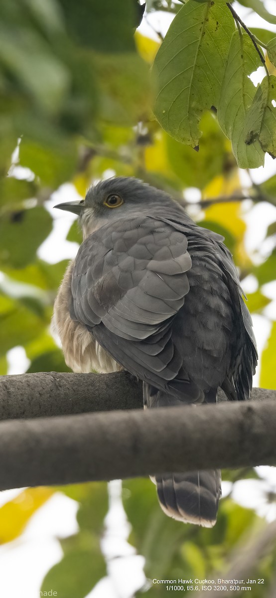 Common Hawk-Cuckoo - ML422555191