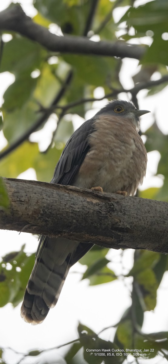 Common Hawk-Cuckoo - Sunil Ranade