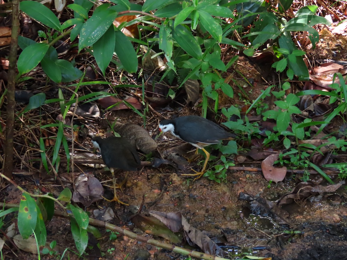 White-breasted Waterhen - ML422556981