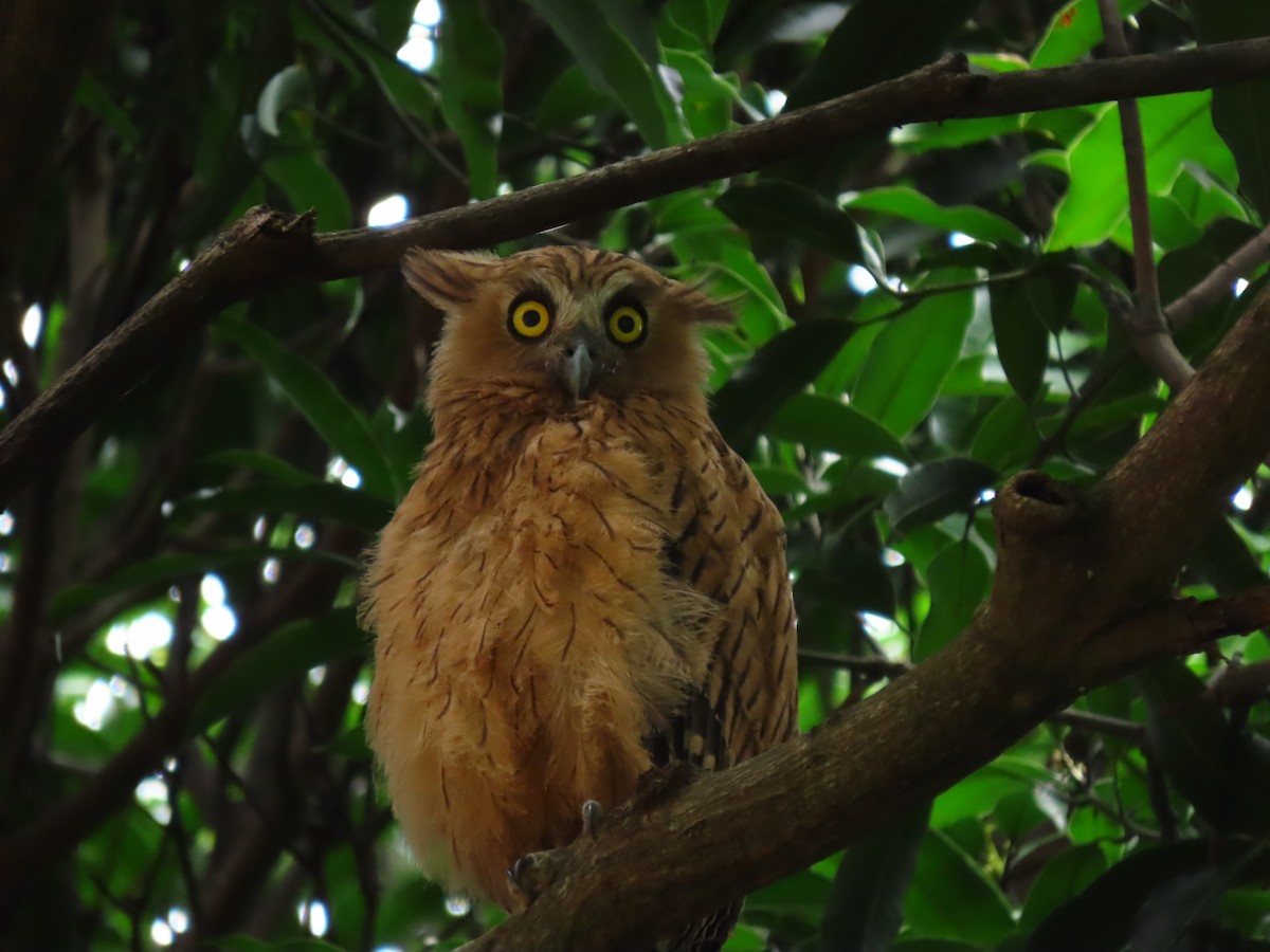 Buffy Fish-Owl - ML422557071