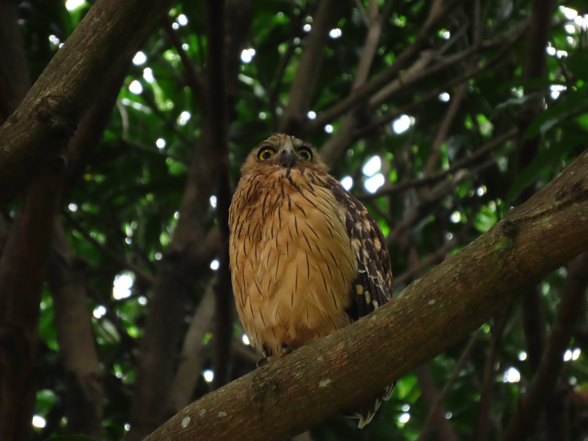 Buffy Fish-Owl - ML422557081