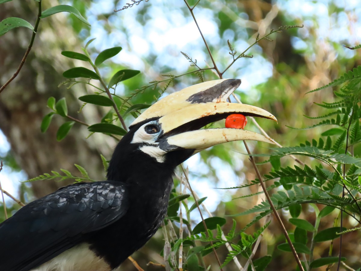 Oriental Pied-Hornbill - ML422557141