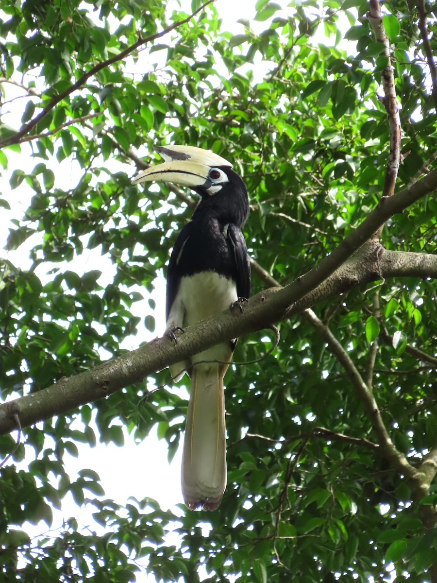Oriental Pied-Hornbill - ML422557151