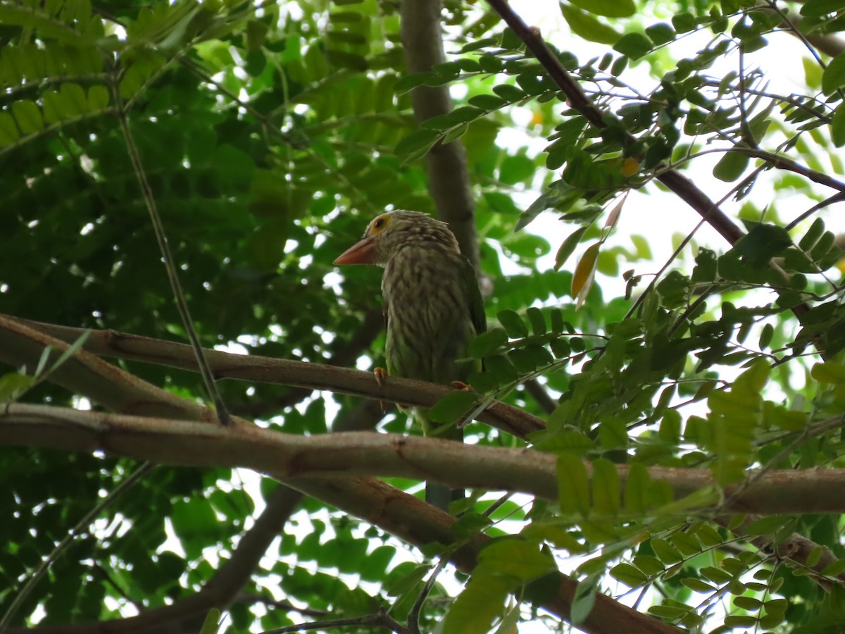 Lineated Barbet - ML422557311