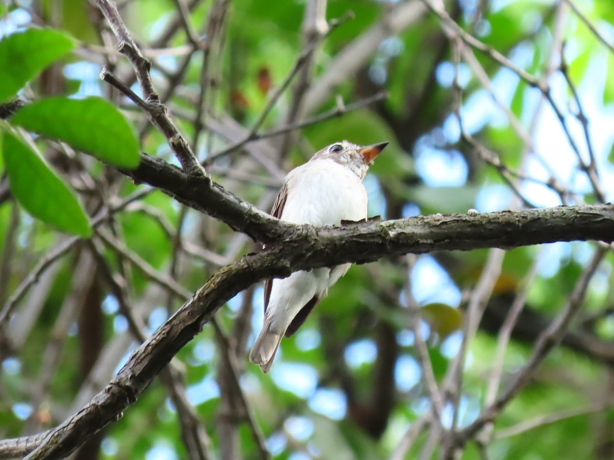 Asian Brown Flycatcher - ML422557571