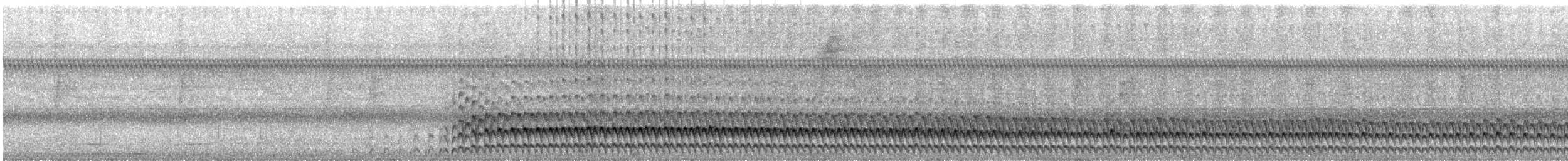 Streifenbauchralle - ML422558631