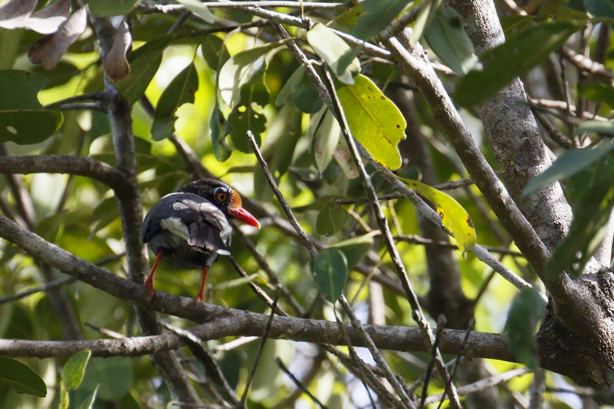 Chestnut-fronted Helmetshrike - ML422560331