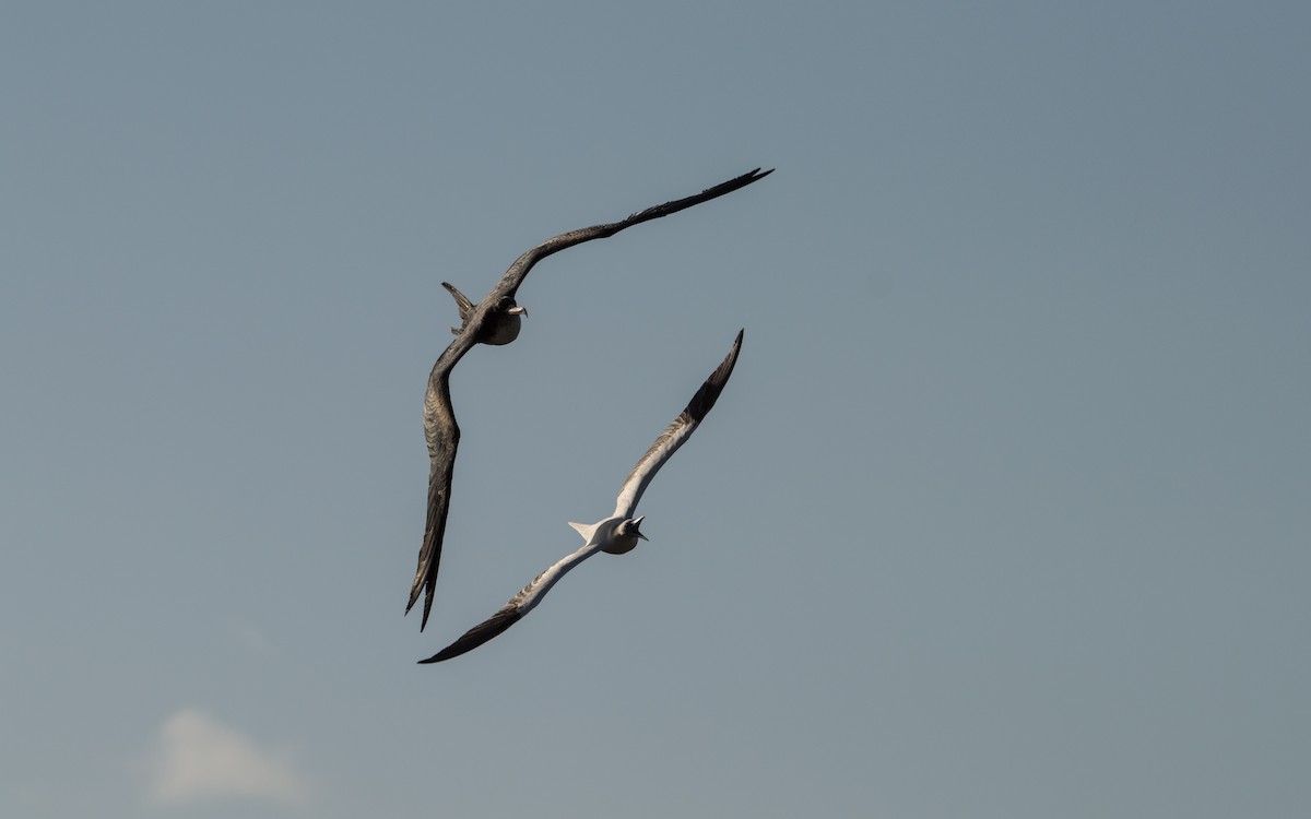 Great Frigatebird - ML422560761