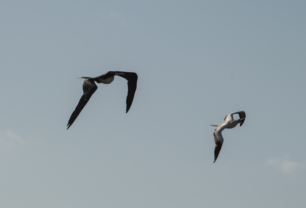 Great Frigatebird - ML422561791