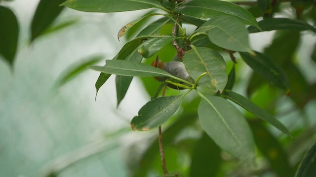 Grauschneidervogel - ML422562781